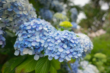 Flowers in a garden in Cornwall at summertime