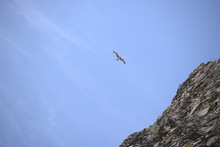 The Bird Flies In The Blue Sky Above The Rocks