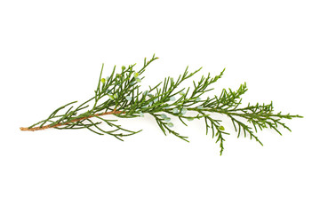 Wall Mural - Sprig of juniper on white background