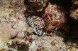 A tiger cowrie sea snail, Cypraea tigris, underwater in the lagoon of Bora Bora, Pacific ocean, French Polynesia