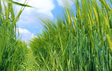 green wheat closeup