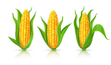 Corncobs With Yellow Corns And Green Leaves Set, White