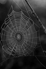 new zealand misted web