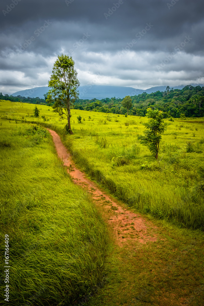 Grassland Raining Vertical Landscape View of Grassland Field before Rain in Rainy Season ...