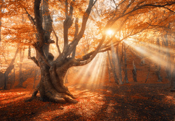 magical old tree with sun rays in the morning. amazing forest in fog. colorful landscape with foggy 