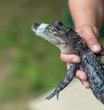 Man Holds A Baby Alligator In His Hand