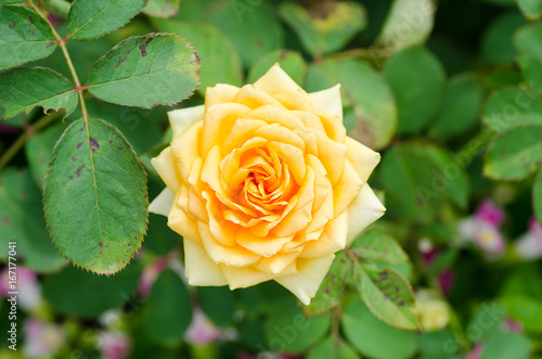 Zdjęcie XXL Piękno pomarańcze róży kwiat, dekoracja kwitnie w ogródzie