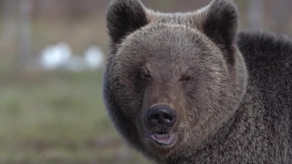 wild european brown bear