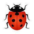 Coccinellidae Ladybug or ladybird beetle insect line art vector icon for wildlife apps and websites