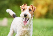 Close Up Shot Of A Happy Cute Fox Terrier Dog In The Park Nature Animals Happiness Vitality Concept. 