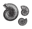 Ammonites (Jurassic fossil organisms) - vintage illustration
