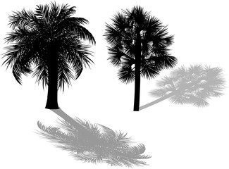  two palm trees with shadows isolated on white