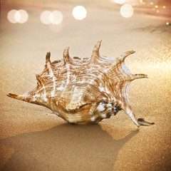 Wall Mural - beautiful big seashell lying on sand