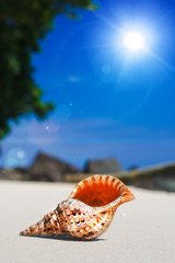 Wall Mural - beautiful seashell on sand beach under sunlight