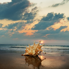Wall Mural - tropical ocean paradise design template.sandy beach with seashell near shorebreak