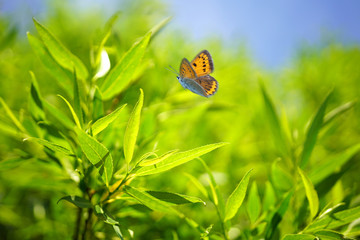 Aufkleber - Beautiful nature background with foliage tree globular willow and waving butterfly in summer or spring. Fresh green foliage in nature outdoors in the sun with a soft focus.