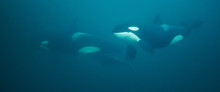 Underwater View Of A Pod Of Killer Whales, Norway.