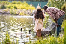 Back View Of African American Granddaughter And Her Grandfather Feeding Geese On Lake In Park