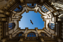 Eagle Is Flying Over The Venetian Loggia In Heraklion, Greece