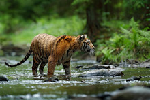 Tiger In The River. Tiger Action Wildlife Scene, Wild Cat, Nature Habitat. Tiger Running In Water. Danger Animal, Tajga In China. Wild Cat In The Forest Habitat.