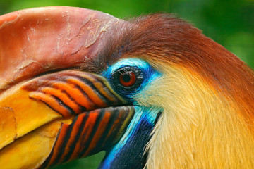 orange and blue bird head. knobbed hornbill, rhyticeros cassidix, from sulawesi, indonesia. rare exo
