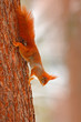 © ondrejprosicky - Orange squirrel on the tree trunk. Cute red squirrel in winter scene with snow on the tree trunk. Wildlife scene from nature. Cold winter with orange animlal in the forest. Nice evening light.
