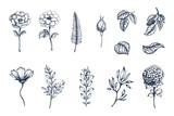 Fototapeta Kwiaty - Vector collection of hand drawn plants. Botanical set of sketch flowers,  branches and leaves