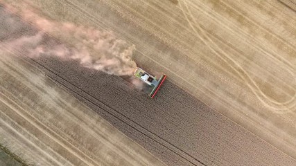 Wall Mural - Aerial view of the Combine harvester working on the large wheat field at sunset light in Czech Republic