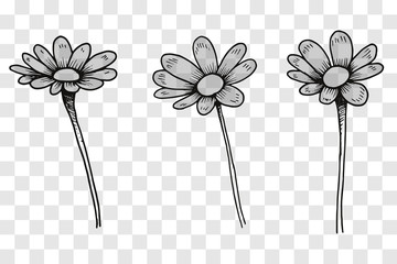 Vector sketch of camomile flowers. Illustration on a transparent background