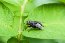 Summer Landscape. Insect Fly On Green Leaf, Macro