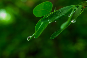 Wall Mural - water drops