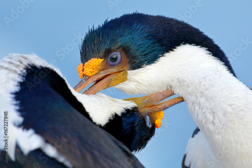 Animal Behaviour Courtship Portrait Of Imperial Shag - 