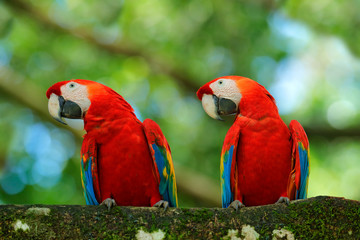 Pair of big parrot Scarlet Macaw, Ara macao, two birds sitting on branch, Brazil. Wildlife love scene from tropic forest nature. Two beautiful parrot on tree branch in nature habitat. Green habitat.