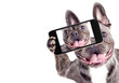 French Bulldog dog Does selfie on the phone