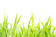 green grass isolated on white backgroun
