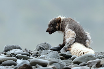 Sticker - Arctic Fox sitting on rocks 