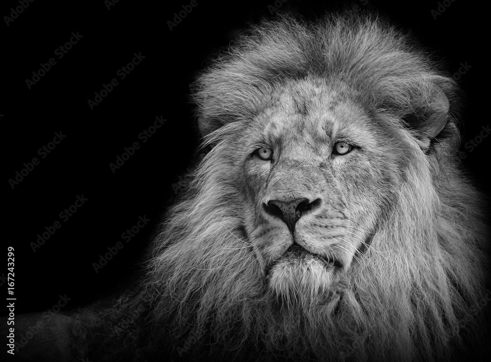Fotografie Obraz Lion Portrait In Blackwhite Posterscz