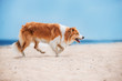 Red border collie running on a beach