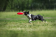 Border Collie catching a Frisbee Disc