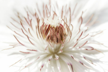 Wall Mural - White Clematis