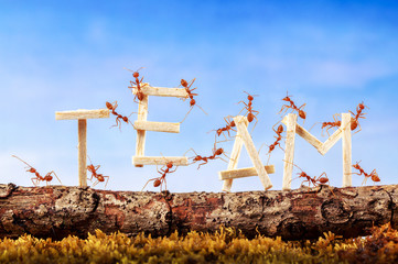 Wall Mural - Ants carrying wording team, teamwork concept