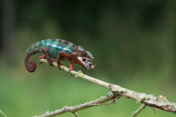 Chameleon Furcifer pardalis Ambolobe 2 years old, Madagascar endemic Panther chameleon in angry state, pure Ambilobe (Chamaeleoninae)