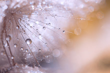 Macro Seed Of Dandelion With Water Drops. Abstract Photo With A Dandelion After The Rain. Selective Focus