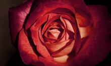 Closeup Beautiful Fresh Red Rose Vintage Style