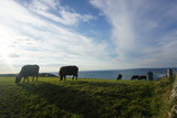 Fototapeta Zwierzęta - Cows in pasture by the coast of Atlantic Ocean, Ireland