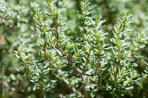 Fotomural Fresh thyme growing in the garden, selective focus
