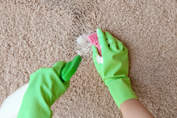 Wall Mural - Hands in rubber gloves cleaning carpet with sponge and detergent