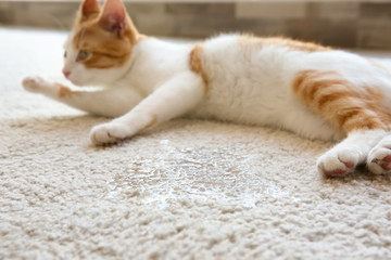 Wall Mural - Cute cat lying on carpet near wet spot