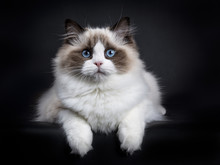 Young Adult Ragdoll Cat Laying Isolated On Black Background With Paws Hanging Over Edge
