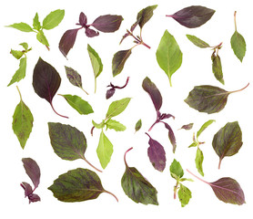 Poster - Basil leaves